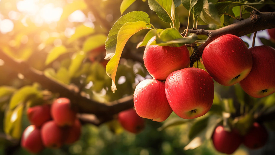 Swiss Apple Stem Cells Rejuvenate the Skin